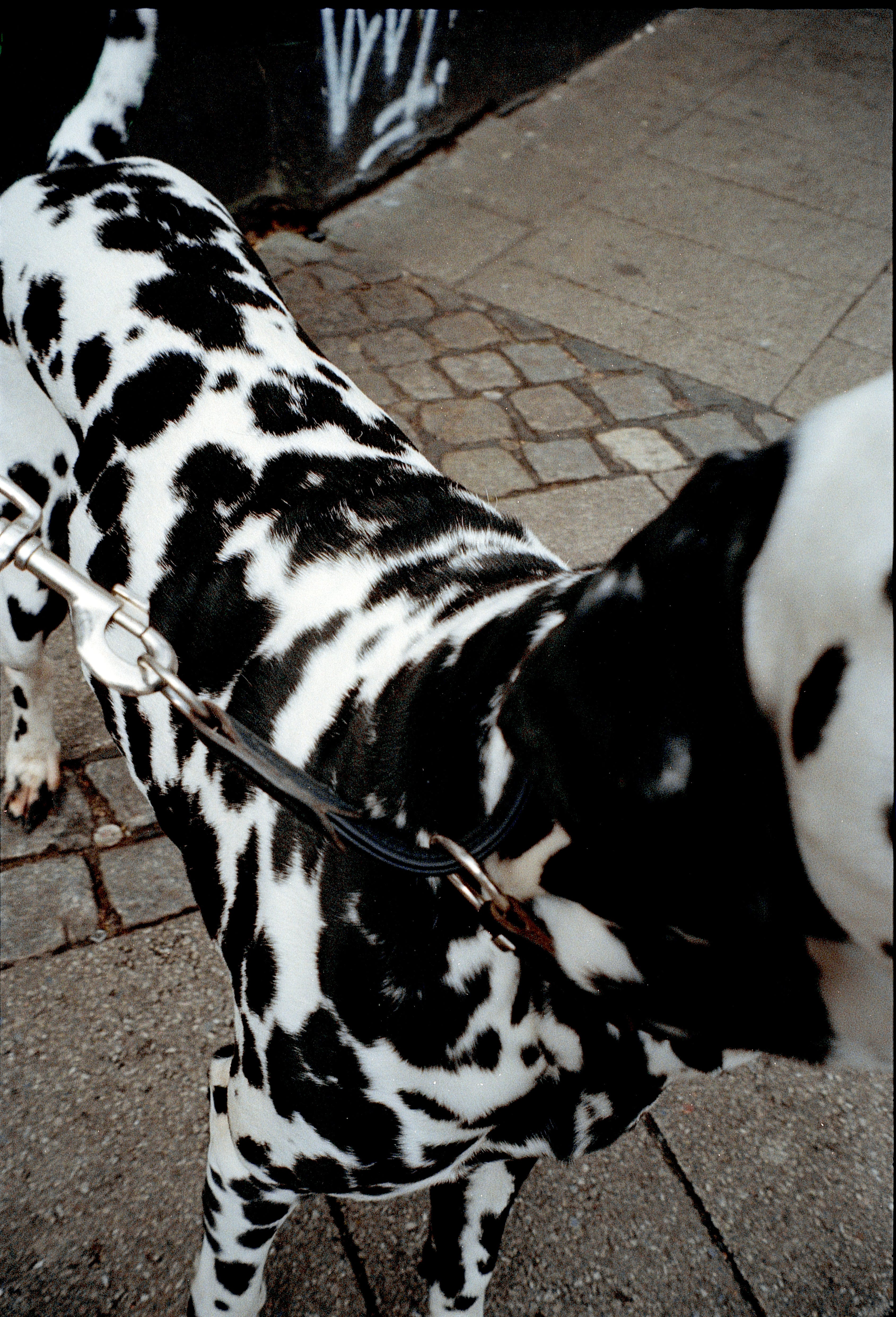 Dalmatiener